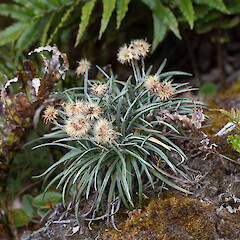 Mt Taranaki.<br>Photographer: Mike Thorsen, Date taken: 15/03/2013, Licence: All rights reserved. <a class='member-message' href='/nzpcn/why-join-nzpcn/' target='_blank'>Members can view a larger version of this image.</a>