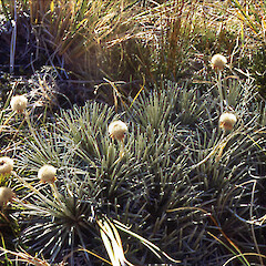Waiototo Valley, Mt Aspiring National Park.<br>Photographer: John Barkla, Licence: <a target='_blank' href='https://creativecommons.org/licenses/by/4.0'>CC BY</a>. <a class='member-message' href='/nzpcn/why-join-nzpcn/' target='_blank'>Members can view a larger version of this image.</a>