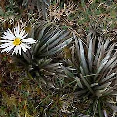 Celmisia polyvena