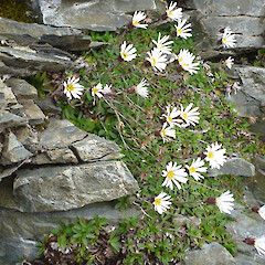 Eyre Mts (Bowels of the Earth) growing on rocky wet crevices at approximately 1500m.<br>Photographer: Sue Lake, Licence: <a target='_blank' href='https://creativecommons.org/licenses/by-nc/4.0'>CC BY-NC</a>. <a class='member-message' href='/nzpcn/why-join-nzpcn/' target='_blank'>Members can view a larger version of this image.</a>