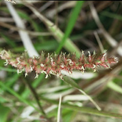Inflorescence at female stage of flowering, Raoul Island, 2004.<br>Photographer: Bec Stanley, Licence: <a target='_blank' href='https://creativecommons.org/licenses/by-sa/4.0'>CC BY-SA</a>.