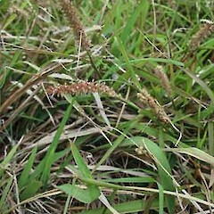 Habit, Raoul Island, 2004.<br>Photographer: Bec Stanley, Licence: <a target='_blank' href='https://creativecommons.org/licenses/by-sa/4.0'>CC BY-SA</a>. <a class='member-message' href='/nzpcn/why-join-nzpcn/' target='_blank'>Members can view a larger version of this image.</a>