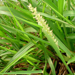 Cenchrus caliculatus - inflorescence with immature fruits.<br>Photographer: Peter J de Lange, Licence: <a target='_blank' href='https://creativecommons.org/licenses/by-nc/4.0'>CC BY-NC</a>. <a class='member-message' href='/nzpcn/why-join-nzpcn/' target='_blank'>Members can view a larger version of this image.</a>