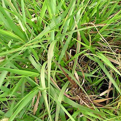 Cenchrus caliculatus plant showing growth habit.<br>Photographer: Peter J de Lange, Licence: <a target='_blank' href='https://creativecommons.org/licenses/by-nc/4.0'>CC BY-NC</a>. <a class='member-message' href='/nzpcn/why-join-nzpcn/' target='_blank'>Members can view a larger version of this image.</a>
