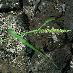 Ex. Boat Cove, Raoul.<br>Photographer: Gillian M. Crowcroft, Date taken: 01/01/2004, Licence: All rights reserved. <a class='member-message' href='/nzpcn/why-join-nzpcn/' target='_blank'>Members can view a larger version of this image.</a>