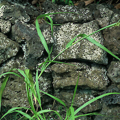 Ex. Boat Cove, Raoul.<br>Photographer: Gillian M. Crowcroft, Date taken: 01/01/2004, Licence: All rights reserved. <a class='member-message' href='/nzpcn/why-join-nzpcn/' target='_blank'>Members can view a larger version of this image.</a>