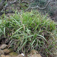 South Meyer Island, Kermadec Islands. May 2011.<br>Photographer: Peter J de Lange, Licence: <a target='_blank' href='https://creativecommons.org/licenses/by-nc/4.0'>CC BY-NC</a>. <a class='member-message' href='/nzpcn/why-join-nzpcn/' target='_blank'>Members can view a larger version of this image.</a>