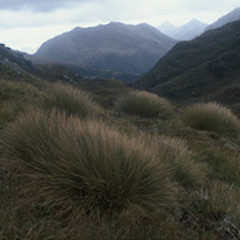 Fiordland.<br>Photographer: Kelvin Lloyd, Licence: All rights reserved.