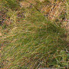 Franklin Mountains, Fiordland.<br>Photographer: John Barkla, Date taken: 13/11/2012, Licence: <a target='_blank' href='https://creativecommons.org/licenses/by/4.0'>CC BY</a>. <a class='member-message' href='/nzpcn/why-join-nzpcn/' target='_blank'>Members can view a larger version of this image.</a>