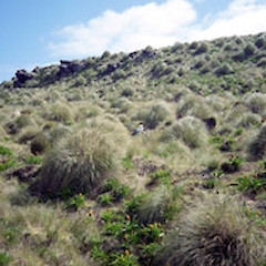 Chionochloa antarctica.<br>Photographer: Alan Stewart, Licence: <a target='_blank' href='https://creativecommons.org/licenses/by-nc/4.0'>CC BY-NC</a>.