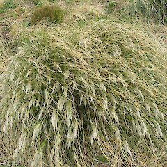 Campbell Island.<br>Photographer: John Barkla, Licence: <a target='_blank' href='https://creativecommons.org/licenses/by/4.0'>CC BY</a>. <a class='member-message' href='/nzpcn/why-join-nzpcn/' target='_blank'>Members can view a larger version of this image.</a>