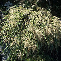 At south Borland (January).<br>Photographer: John Smith-Dodsworth, Licence: <a target='_blank' href='https://creativecommons.org/licenses/by-nc/4.0'>CC BY-NC</a>.