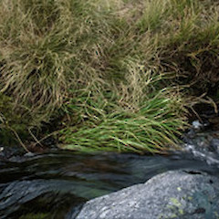 Below Mt Elrig, Fiordland.<br>Photographer: Kelvin Lloyd, Licence: All rights reserved.