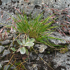 Gertrude Valley.<br>Photographer: John Barkla, Licence: <a target='_blank' href='https://creativecommons.org/licenses/by/4.0'>CC BY</a>. <a class='member-message' href='/nzpcn/why-join-nzpcn/' target='_blank'>Members can view a larger version of this image.</a>