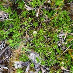 Coprosma talbrockiei