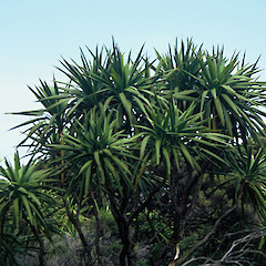 Great Island, Tasman Valley.<br>Photographer: Peter J de Lange, Licence: <a target='_blank' href='https://creativecommons.org/licenses/by-nc/4.0'>CC BY-NC</a>.