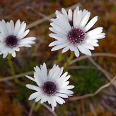 Damnamenia vernicosa