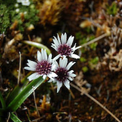 Campbell Island.<br>Photographer: David A. Norton, Licence: <a target='_blank' href='https://creativecommons.org/licenses/by-nc/4.0'>CC BY-NC</a>.