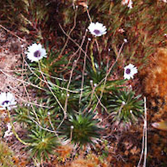 Campbell Island.<br>Photographer: David A. Norton, Licence: <a target='_blank' href='https://creativecommons.org/licenses/by-nc/4.0'>CC BY-NC</a>.