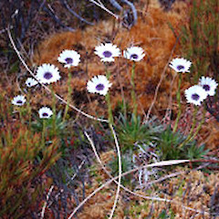 Campbell Island.<br>Photographer: David A. Norton, Licence: <a target='_blank' href='https://creativecommons.org/licenses/by-nc/4.0'>CC BY-NC</a>.