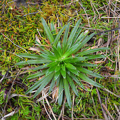 Campbell Island.<br>Photographer: Jane Gosden, Licence: <a target='_blank' href='https://creativecommons.org/licenses/by-nc-sa/4.0'>CC BY-NC-SA</a>. <a class='member-message' href='/nzpcn/why-join-nzpcn/' target='_blank'>Members can view a larger version of this image.</a>