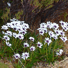 Campbell Island.<br>Photographer: Jane Gosden, Licence: <a target='_blank' href='https://creativecommons.org/licenses/by-nc-sa/4.0'>CC BY-NC-SA</a>. <a class='member-message' href='/nzpcn/why-join-nzpcn/' target='_blank'>Members can view a larger version of this image.</a>