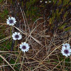 Campbell Island.<br>Photographer: Jane Gosden, Licence: <a target='_blank' href='https://creativecommons.org/licenses/by-nc-sa/4.0'>CC BY-NC-SA</a>. <a class='member-message' href='/nzpcn/why-join-nzpcn/' target='_blank'>Members can view a larger version of this image.</a>