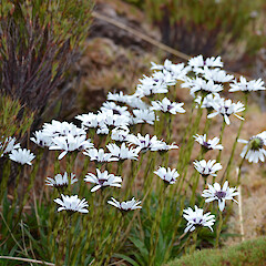 Campbell Island.<br>Photographer: Jane Gosden, Licence: <a target='_blank' href='https://creativecommons.org/licenses/by-nc-sa/4.0'>CC BY-NC-SA</a>. <a class='member-message' href='/nzpcn/why-join-nzpcn/' target='_blank'>Members can view a larger version of this image.</a>