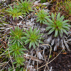 Campbell Island.<br>Photographer: Jane Gosden, Licence: <a target='_blank' href='https://creativecommons.org/licenses/by-nc-sa/4.0'>CC BY-NC-SA</a>. <a class='member-message' href='/nzpcn/why-join-nzpcn/' target='_blank'>Members can view a larger version of this image.</a>