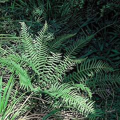 February in cultivation.<br>Photographer: John Smith-Dodsworth, Licence: <a target='_blank' href='https://creativecommons.org/licenses/by-nc/4.0'>CC BY-NC</a>. <a class='member-message' href='/nzpcn/why-join-nzpcn/' target='_blank'>Members can view a larger version of this image.</a>