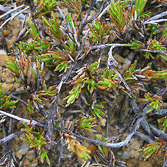 Dracophyllum densum