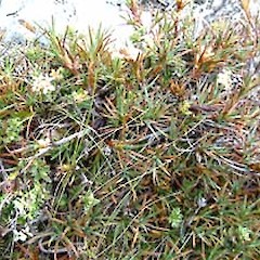 Mt Arthur (January).<br>Photographer: John Smith-Dodsworth, Licence: <a target='_blank' href='https://creativecommons.org/licenses/by-nc/4.0'>CC BY-NC</a>.