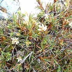 At Mt Arthur (January).<br>Photographer: John Smith-Dodsworth, Licence: <a target='_blank' href='https://creativecommons.org/licenses/by-nc/4.0'>CC BY-NC</a>.