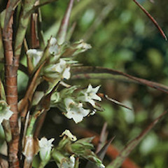 Dracophyllum patens at Pakirarahi (June).<br>Photographer: John Smith-Dodsworth, Licence: <a target='_blank' href='https://creativecommons.org/licenses/by-nc/4.0'>CC BY-NC</a>.
