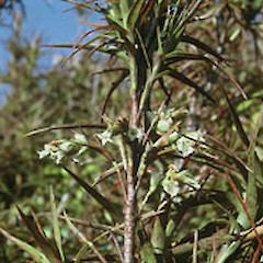 Dracophyllum patens at Pakirarahi (June).<br>Photographer: John Smith-Dodsworth, Licence: <a target='_blank' href='https://creativecommons.org/licenses/by-nc/4.0'>CC BY-NC</a>.