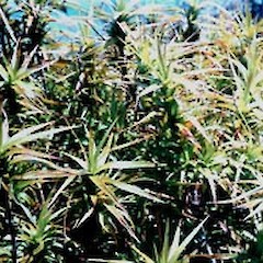 Mt Pakirarahi, January.<br>Photographer: John Smith-Dodsworth, Licence: <a target='_blank' href='https://creativecommons.org/licenses/by-nc/4.0'>CC BY-NC</a>.
