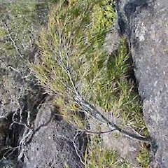 Dracophyllum trimorphum