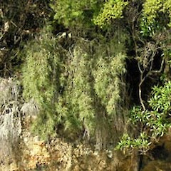 Dracophyllum trimorphum.<br>Photographer: Simon Walls, Licence: <a target='_blank' href='https://creativecommons.org/licenses/by-nc/4.0'>CC BY-NC</a>.