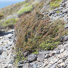 Farewell Spit.<br>Photographer: Mike Thorsen, Date taken: 08/01/2014, Licence: All rights reserved. <a class='member-message' href='/nzpcn/why-join-nzpcn/' target='_blank'>Members can view a larger version of this image.</a>