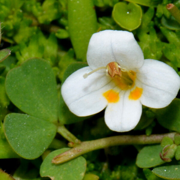 Euphrasia repens