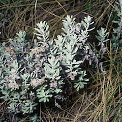 At Scotts Creek, Raglan Range.<br>Photographer: John Smith-Dodsworth, Licence: <a target='_blank' href='https://creativecommons.org/licenses/by-nc/4.0'>CC BY-NC</a>.