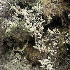 Yeo Stream, Molesworth.<br>Photographer: Peter J de Lange, Licence: <a target='_blank' href='https://creativecommons.org/licenses/by-nc/4.0'>CC BY-NC</a>. <a class='member-message' href='/nzpcn/why-join-nzpcn/' target='_blank'>Members can view a larger version of this image.</a>