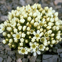 Mt Barefell (above Barefell Pass).<br>Photographer: John D. Lovis, Licence: All rights reserved.
