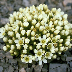 Gentianella magnifica
