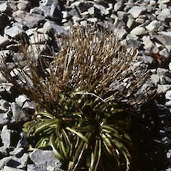 Mt Barefell, above Barefell Pass.<br>Photographer: Cathy Jones, Licence: <a target='_blank' href='https://creativecommons.org/licenses/by/4.0'>CC BY</a>.