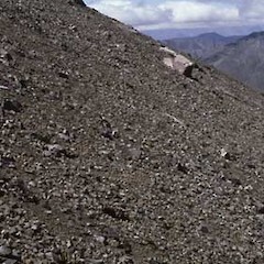 Shot of habitat of Gentianella magnifica.<br>Photographer: Cathy Jones, Licence: <a target='_blank' href='https://creativecommons.org/licenses/by/4.0'>CC BY</a>.