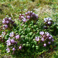 Enderby Island.<br>Photographer: Jane Gosden, Licence: <a target='_blank' href='https://creativecommons.org/licenses/by-nc-sa/4.0'>CC BY-NC-SA</a>. <a class='member-message' href='/nzpcn/why-join-nzpcn/' target='_blank'>Members can view a larger version of this image.</a>