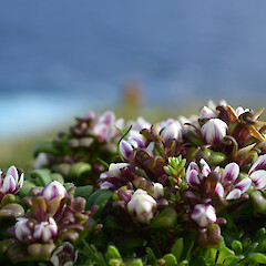 Enderby Island.<br>Photographer: Jane Gosden, Licence: <a target='_blank' href='https://creativecommons.org/licenses/by-nc-sa/4.0'>CC BY-NC-SA</a>. <a class='member-message' href='/nzpcn/why-join-nzpcn/' target='_blank'>Members can view a larger version of this image.</a>