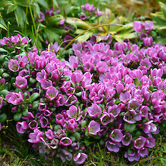 Enderby Island.<br>Photographer: Jane Gosden, Licence: <a target='_blank' href='https://creativecommons.org/licenses/by-nc-sa/4.0'>CC BY-NC-SA</a>. <a class='member-message' href='/nzpcn/why-join-nzpcn/' target='_blank'>Members can view a larger version of this image.</a>