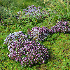 Enderby Island.<br>Photographer: Jane Gosden, Licence: <a target='_blank' href='https://creativecommons.org/licenses/by-nc-sa/4.0'>CC BY-NC-SA</a>. <a class='member-message' href='/nzpcn/why-join-nzpcn/' target='_blank'>Members can view a larger version of this image.</a>